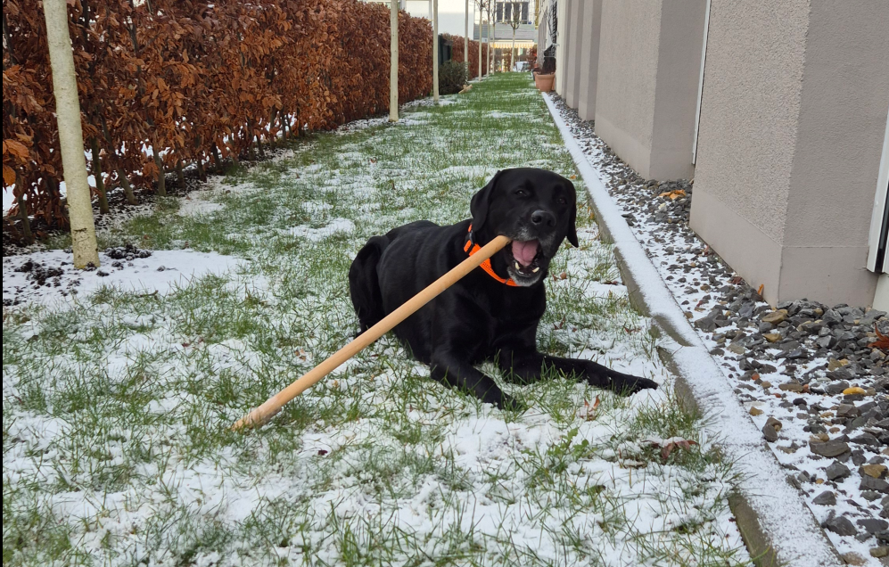 Leo bei einem Spaziergang