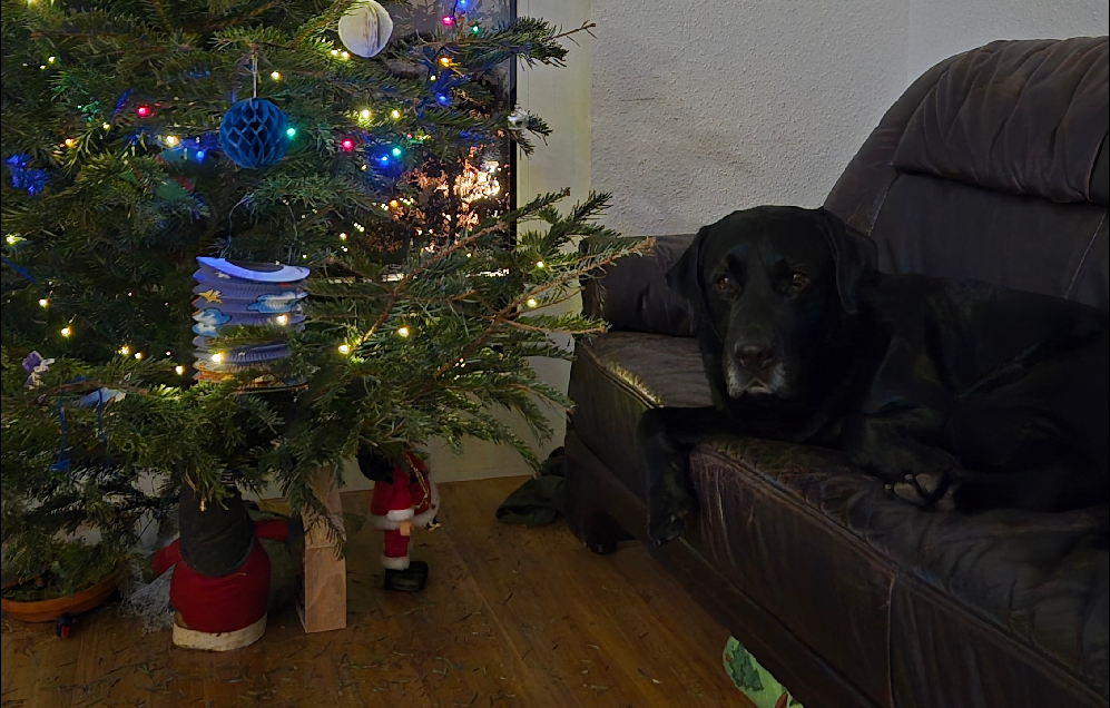 Leo bei einem Spaziergang